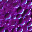 Fervens Trebby Cerevisiae