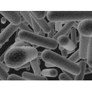Bacterias